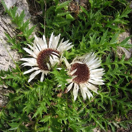 Wilhelmer Guest house 4*