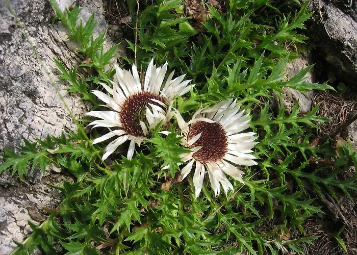 Wilhelmer Guest house 4*